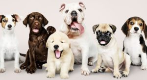 yabancı köpek ismi