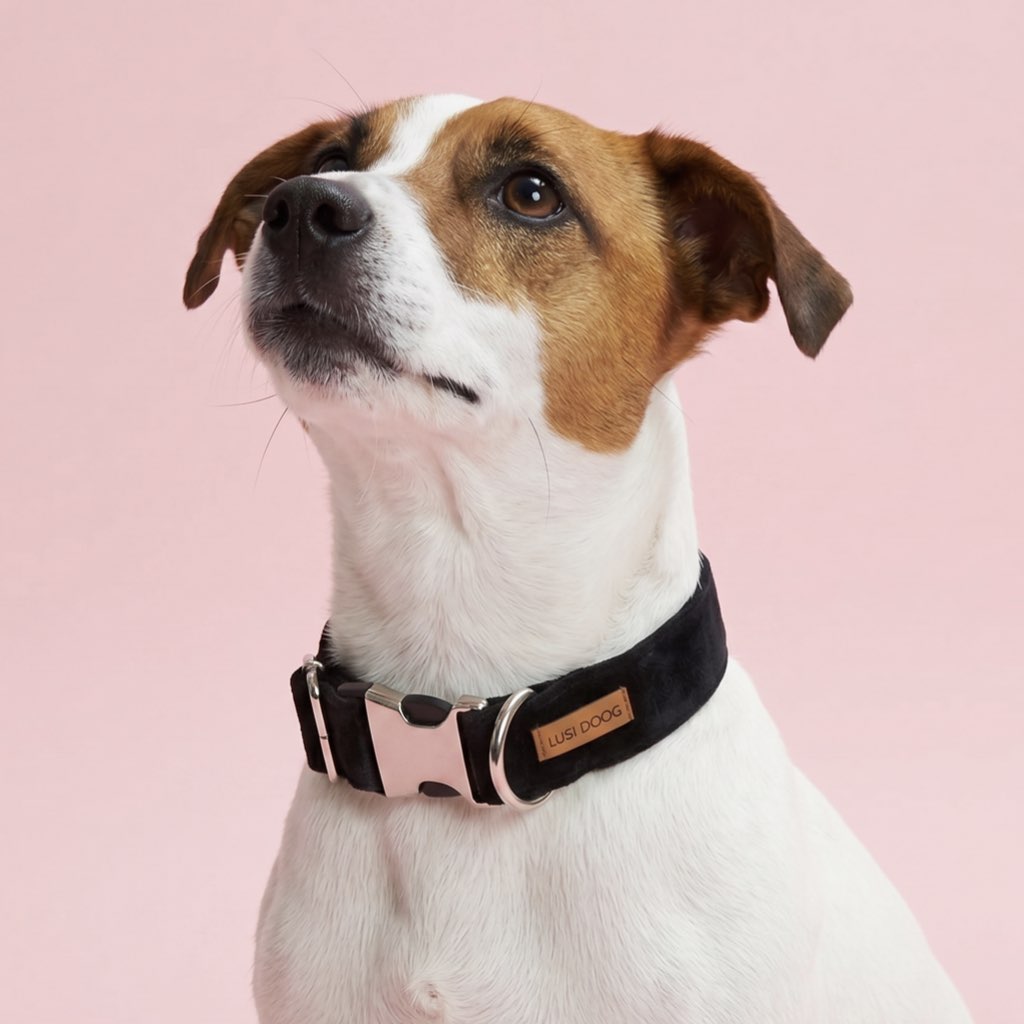 köpek tasması kadife