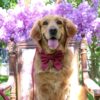 köpek aksesuarları