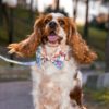 köpek papyonu