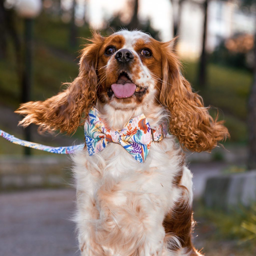 köpek papyonu