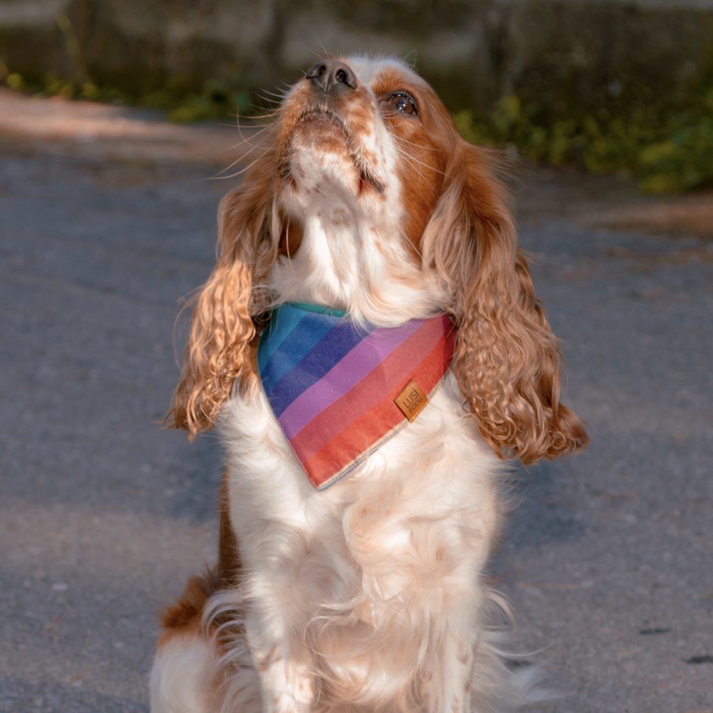 lusi doog köpek bandanası