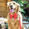 köpek aksesuarları