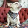 köpek aksesuarları