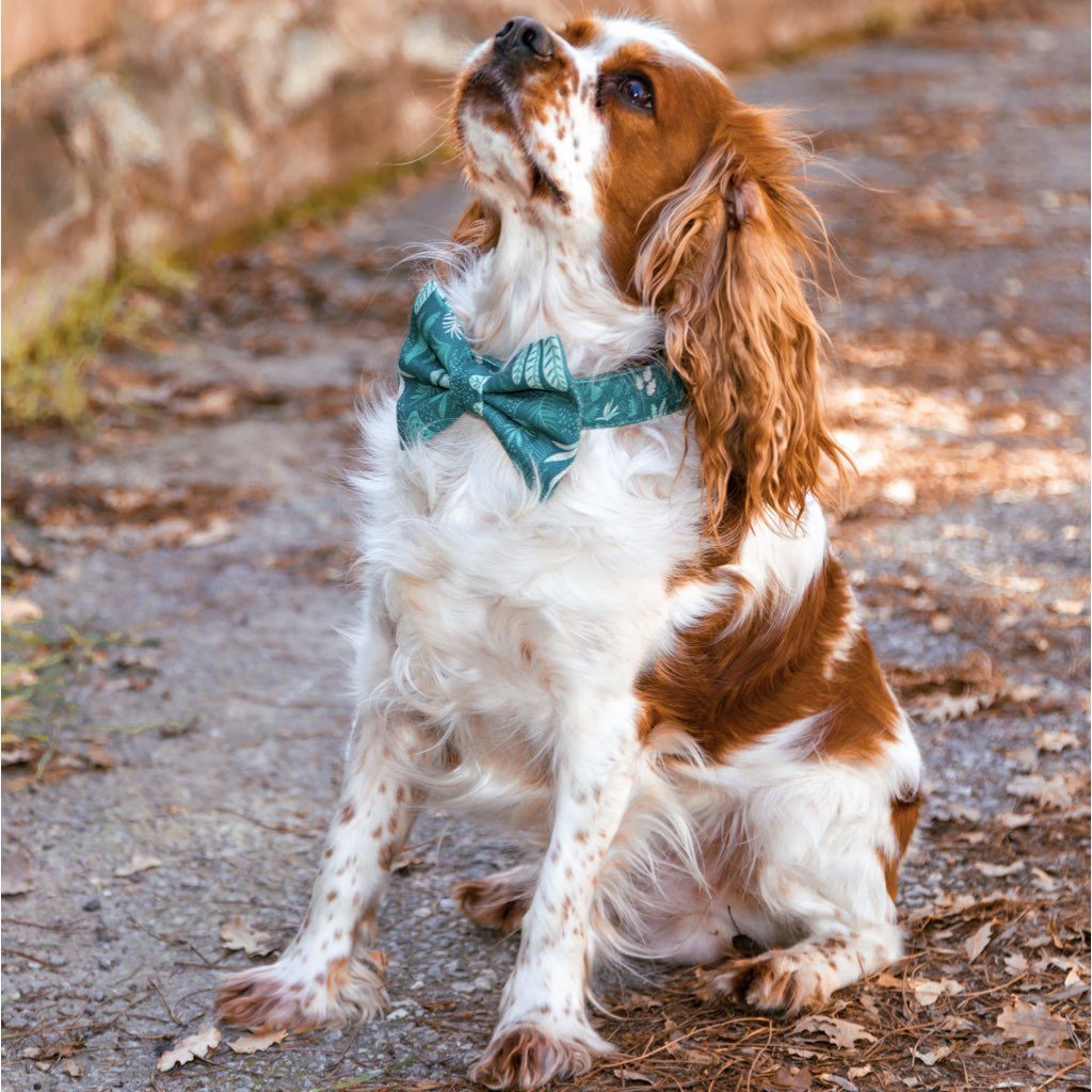 köpek papyonu