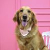 köpek aksesuarları