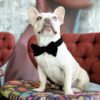 köpek aksesuarları