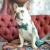 köpek aksesuarları