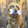 köpek oyuncak
