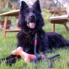 köpek oyuncak kemik