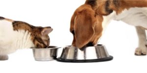 köpekler kedi maması yer mi