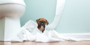 köpek eğitimi