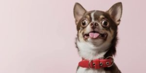 köpek boyun tasması