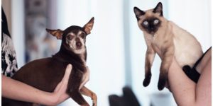 kediler ve köpekler