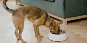 köpekler nasıl kilo alır