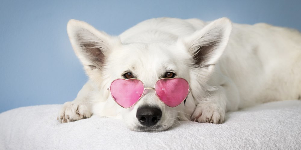 köpek vücut dili
