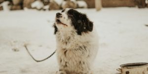 köpek deprem