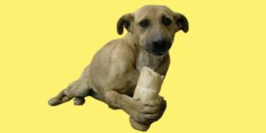ekmek yiyen köpek