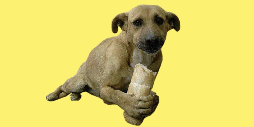 K pek Ekmek Yer Mi Bir K pek ok Fazla Ekmek Yerse Ne Olur Lusi Doog
