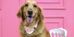 golden köpek fuları