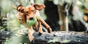 köpeğiniz için oyuncak seçme