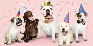 köpek yaş hesaplama