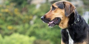 köpekler gök gürültüsü