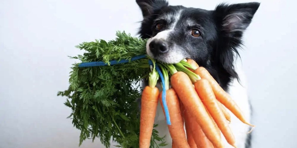 köpek havuç yer mi