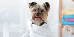 köpekler nasıl yıkanır