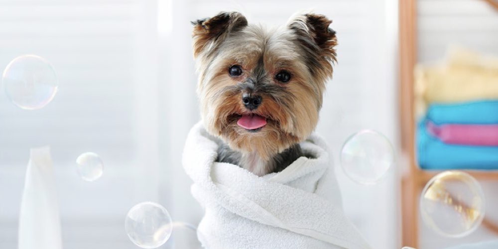 köpekler nasıl yıkanır