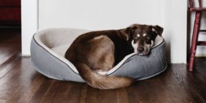 köpekler neden yataklarını kazır