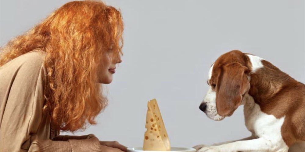 peynir köpekler için zararlı mı