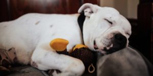 köpeklerde rüya döngüleri