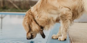 köpekler hangi sıvıları tüketmeli