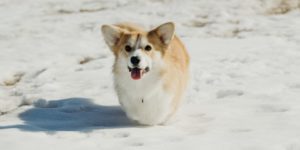 köpekler soğukta üşür mü
