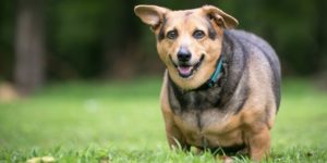 köpeklerde diyabet belirtileri