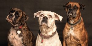 köpek kilosu hesaplama