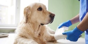 köpeklerde kanser belirtileri