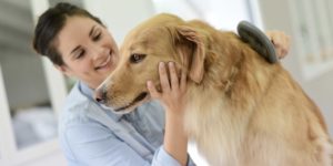 köpeklerde kepek nasıl geçer
