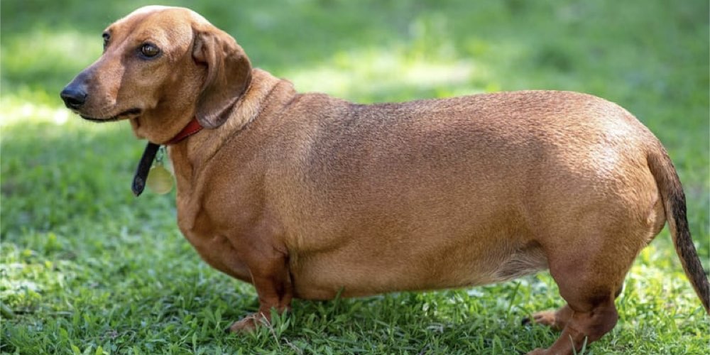 köpeklerde obezite nedenleri