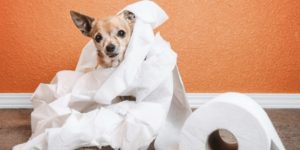 köpeğim neden kakasını yiyor