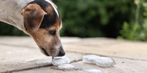 köpekler buz yer mi