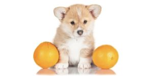 köpeklere portakal verilir mi