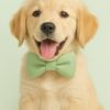 köpek papyonu