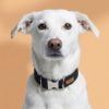 siyah köpek boyun tasması
