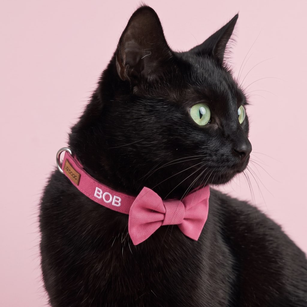 isimli kedi tasması