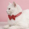 isimli kedi tasması