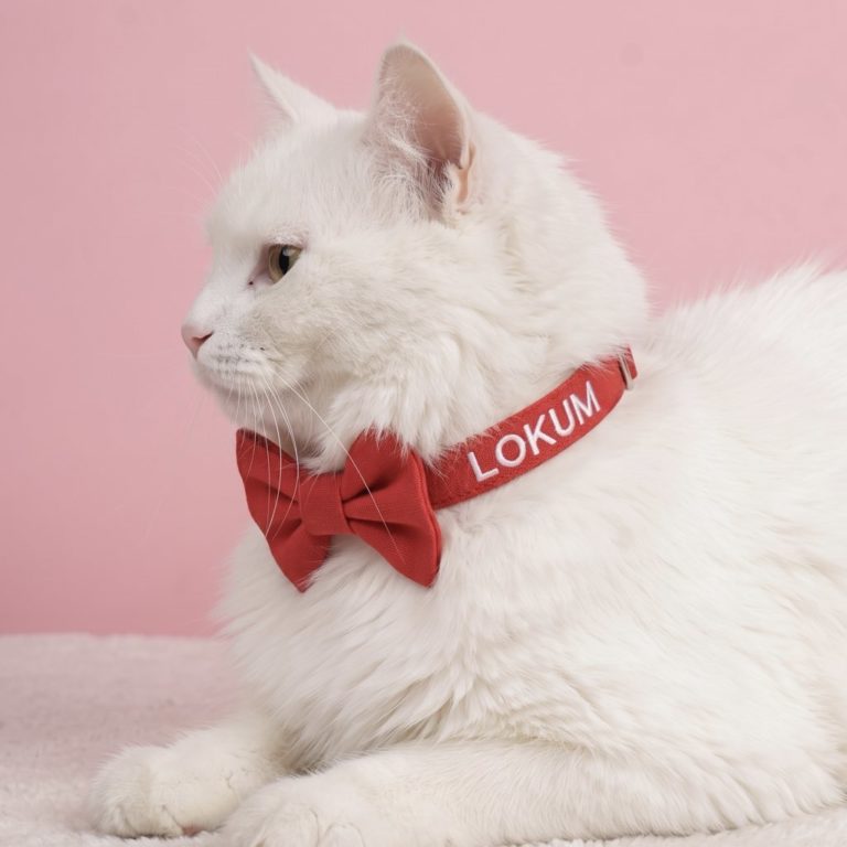 isimli kedi tasması