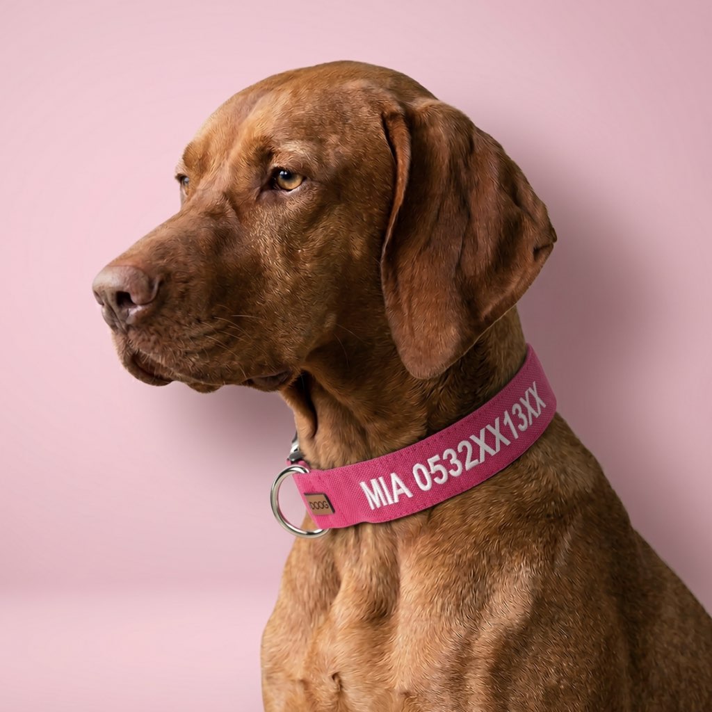 isimli köpek tasması