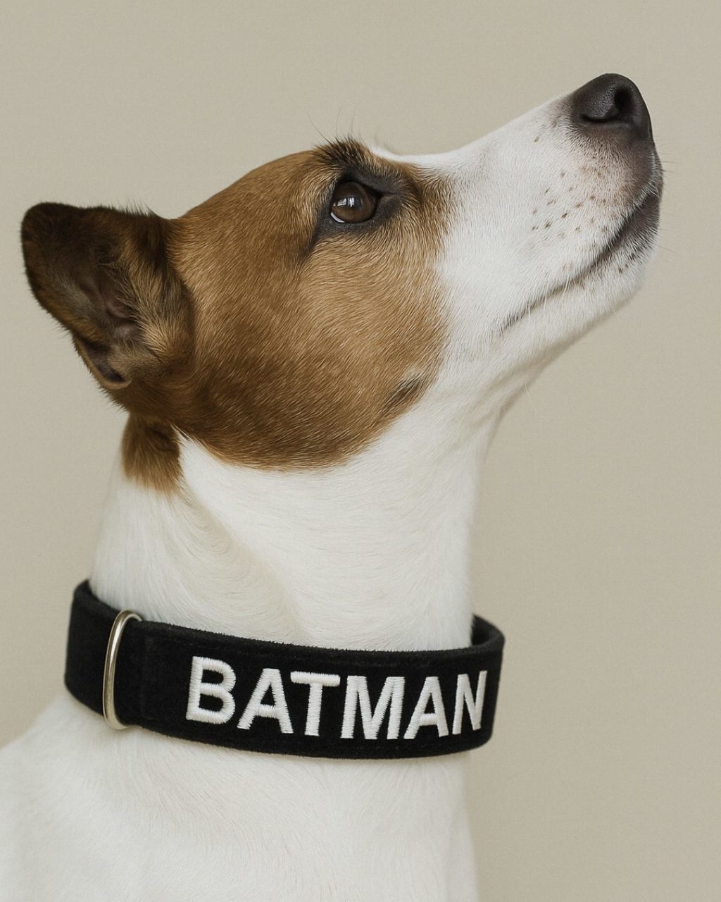 isimli köpek tasması
